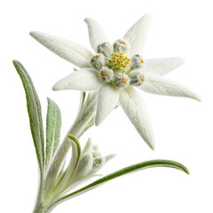 edelweiss