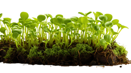 Green plant sprouts isolated on transparent background. PNG