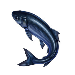 Top-Down View of a Dark Blue Fish with Shimmering Scales and Dynamic Pose, Detailed Illustration on a png Background for Aquatic Themes.