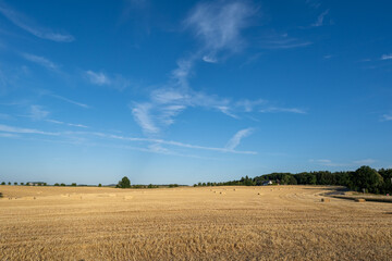 Fresh hay rolls scattered across a golden field against a blue sky