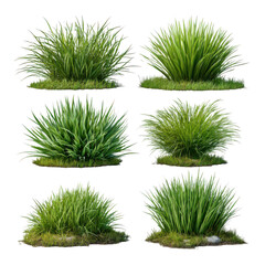 Six green grass clumps isolated on transparent background