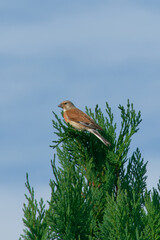 Le Pinson des arbres perché.sur le sapin.