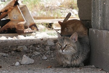 Adult furry tabby stray cat with amber eyes lying in shade of fishermans boat placed on concrete molo on stone columns, another cinnamon cat in background. Stray cat colony on Pag island, Croatia. 