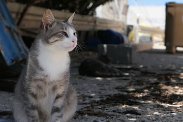 Cute young stray tabby cat with white collar and paws, sitting on concrete pathway in front of fisherman shed,  looking right. Another cat lying in background. Summer daylight sunshine. 