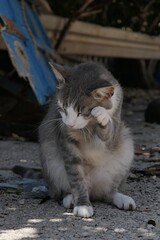 Cute young stray tabby cat with white collar and paws, sitting on concrete pathway in front of fisherman shed,  cleaning her forehead with frront paw. Summer daylight sunshine.