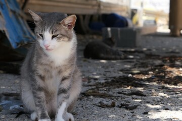 Cute young stray tabby cat with white collar and paws, sitting on concrete pathway in front of fisherman shed, another cat lying in background. Summer daylight sunshine. 