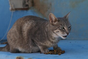 Cute young tabby stray cat with blueish ting like british shorthair, eating granules in interior of steel cargo container with opened eyes.  
