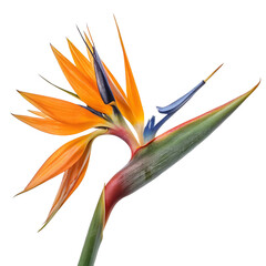bird-of-paradise