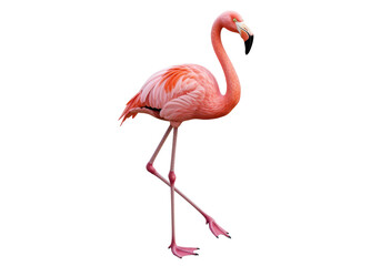 Fototapeta premium Isolated Standing Pink Flamingo Bird