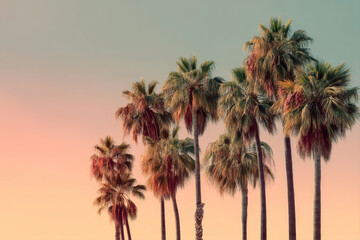 Sunset view of palm trees against a colorful sky