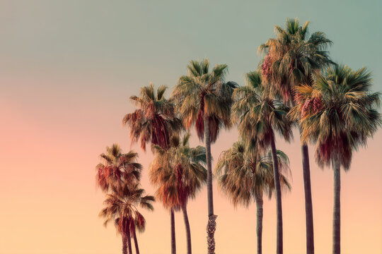 Sunset view of palm trees against a colorful sky