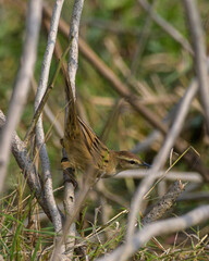 Striated grassbird (Megalurus palustris), an "Old World warbler" species in the family Locustellidae, at Dosdewa, Karimganj, Assam, India