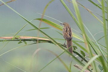 Striated grassbird (Megalurus palustris), an "Old World warbler" species in the family Locustellidae, at Dosdewa, Karimganj, Assam, India