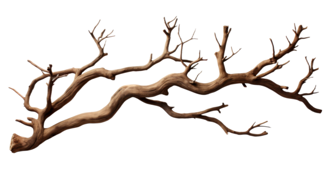 Leafless dead trees row isolated on transparent background. PNG