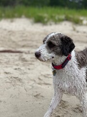 Adventurous Dog Exploring Sandy Beach During a Sunny Day Near a Peaceful Lake, Showcasing Its...