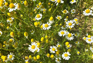 Matricaria recutita. Chamomile summer meadow, medicinal chamomile closeup, Beauty in simple natural nature.