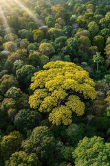 A golden-canopied tree bursts through a dense green jungle from above, bathed in sun rays, standing out in a sea of vibrant forest – AI Generated Digital Art