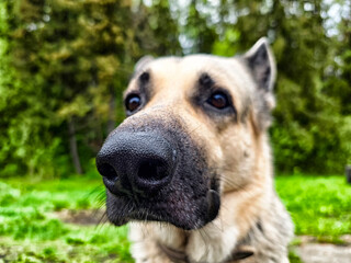 Eastern European Shepherd exploring a lush green park during a sunny afternoon in nature