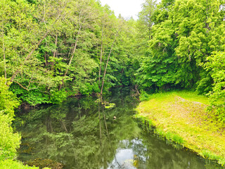 Lush green forest reflecting in calm water along a tranquil creek during early summer