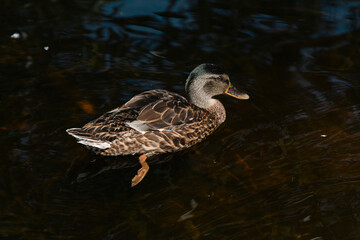 female mallard duck swimming on the pond