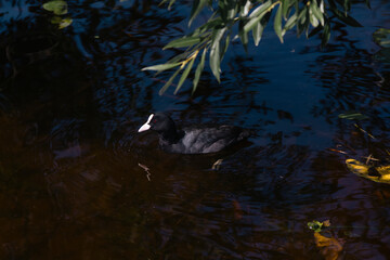 coot swimming in the pond