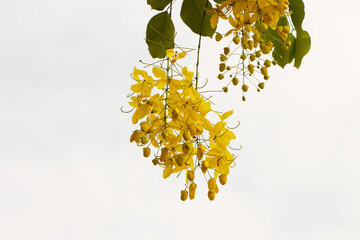 Obraz premium Soft golden yellow shower flower tree is bloom on blurred white sky background. Flowering plant in family Fabaceae. Golden yellow color petals flower. Golden shower flower is ornamental plant.