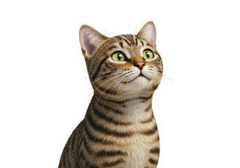 Isolated Tabby Cat Looking Up Curiosity