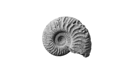 Transparent Ammonite Fossil PNG, High-Resolution Image of a Detailed Grey Ammonite Shell Isolated on a Transparent Background, Perfect for Paleontology, Nature, and Design Projects