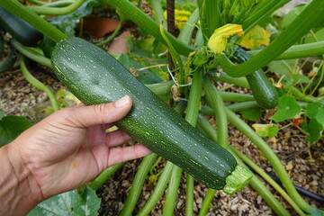 Farmer holding freshly picked zucchini in vegetable garden