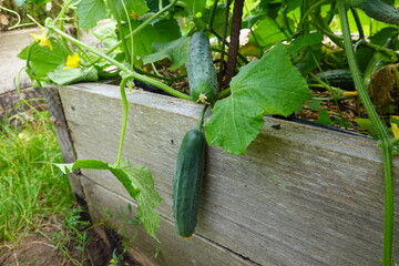Cucumbers growing on vine in raised garden bed © tonifrito