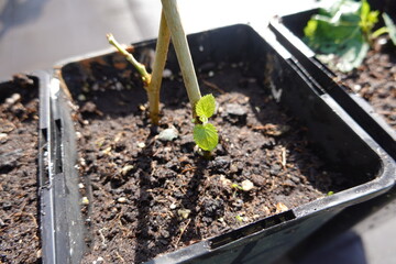 Small plant growing in pot with support stick: new life emerging