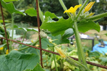 Small cucumbers growing on vine in garden supported by rusty metal trellis
