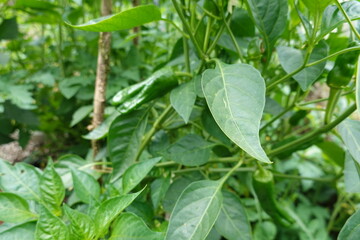Green chili pepper growing on plant in garden