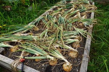 Harvested onions drying in raised garden bed