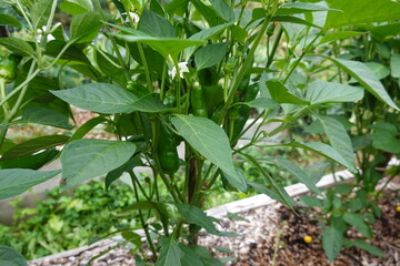 Green chili pepper plant growing in garden bed