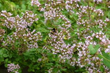 Bumblebee pollinating blooming oregano flowers in garden