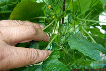 Farmer examining cucamelon plant in greenhouse: growing exotic fruit