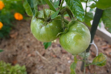 Green tomatoes growing on the vine in a garden