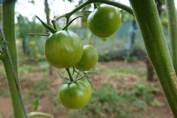 Green tomatoes growing on the vine in a garden