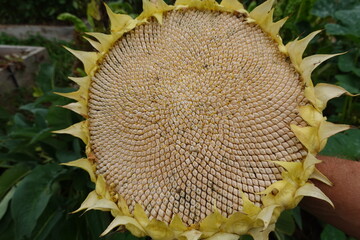 Ripe sunflower showing seeds ready for harvest in summer