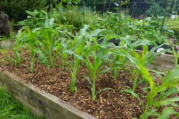Young corn plants growing in raised garden bed with wood chips mulch