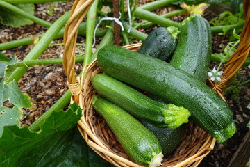 Freshly picked zucchini in wicker basket from garden
