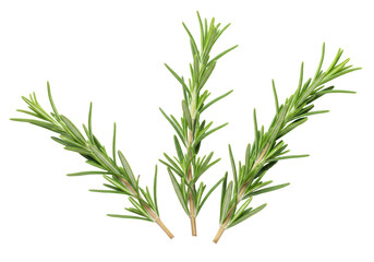 Fototapeta premium Isolated Fresh Rosemary Sprigs Fragrant Herb