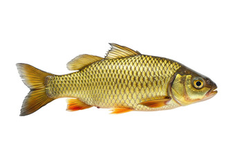 Isolated Freshwater Golden Carp Fish Swimming Elegantly