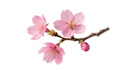 Naklejka premium Transparent Pink Cherry Blossoms Branch: Three Delicate Flowers and a Bud on a Dark Background, Perfect for Spring Designs and Floral Arrangements