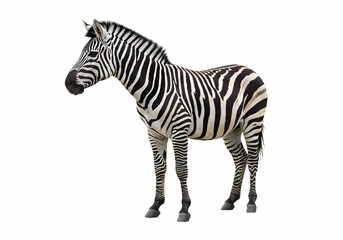 Fototapeta premium Plains Zebra A Striking Profile