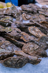 various oysters on the ice