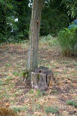 New life. Old tree and young tree.