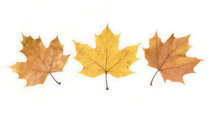 Transparent PNG of Three Autumn Maple Leaves with Abstract Background,  Golden Yellow and Brown Dried Leaves with Detailed Veins, Isolated on Black with Stylized  Color Gradient Border Effect