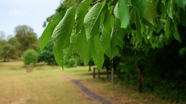 Close-up of fresh green cherry leaves gently swaying in the wind, with raindrops. 4k 